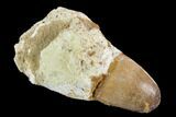 Cretaceous Fossil Crocodile Tooth - Morocco #122522-1
